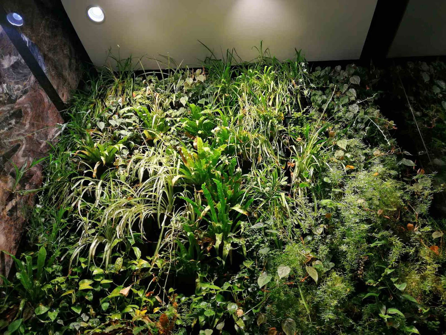 Green decor Rasadnik