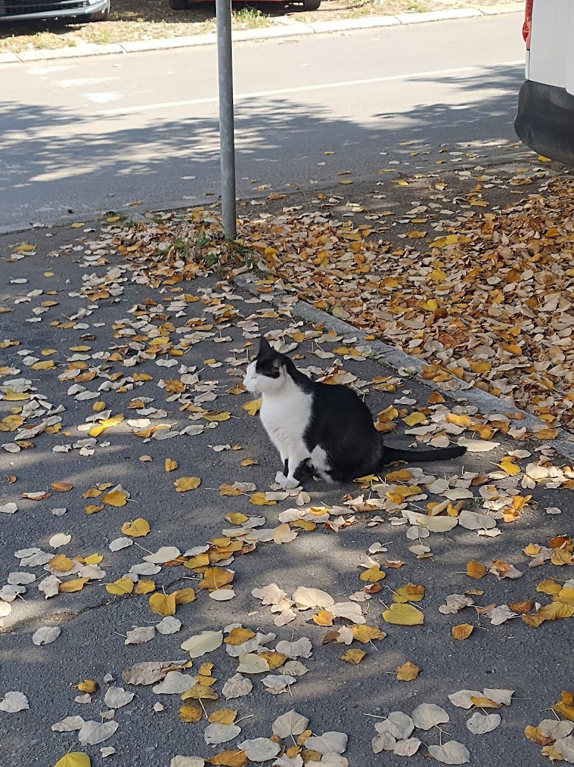 Čukarička Čonkica