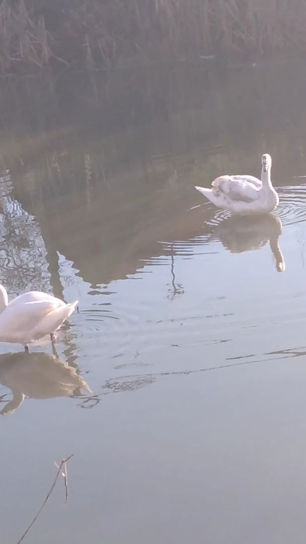 Себешка река