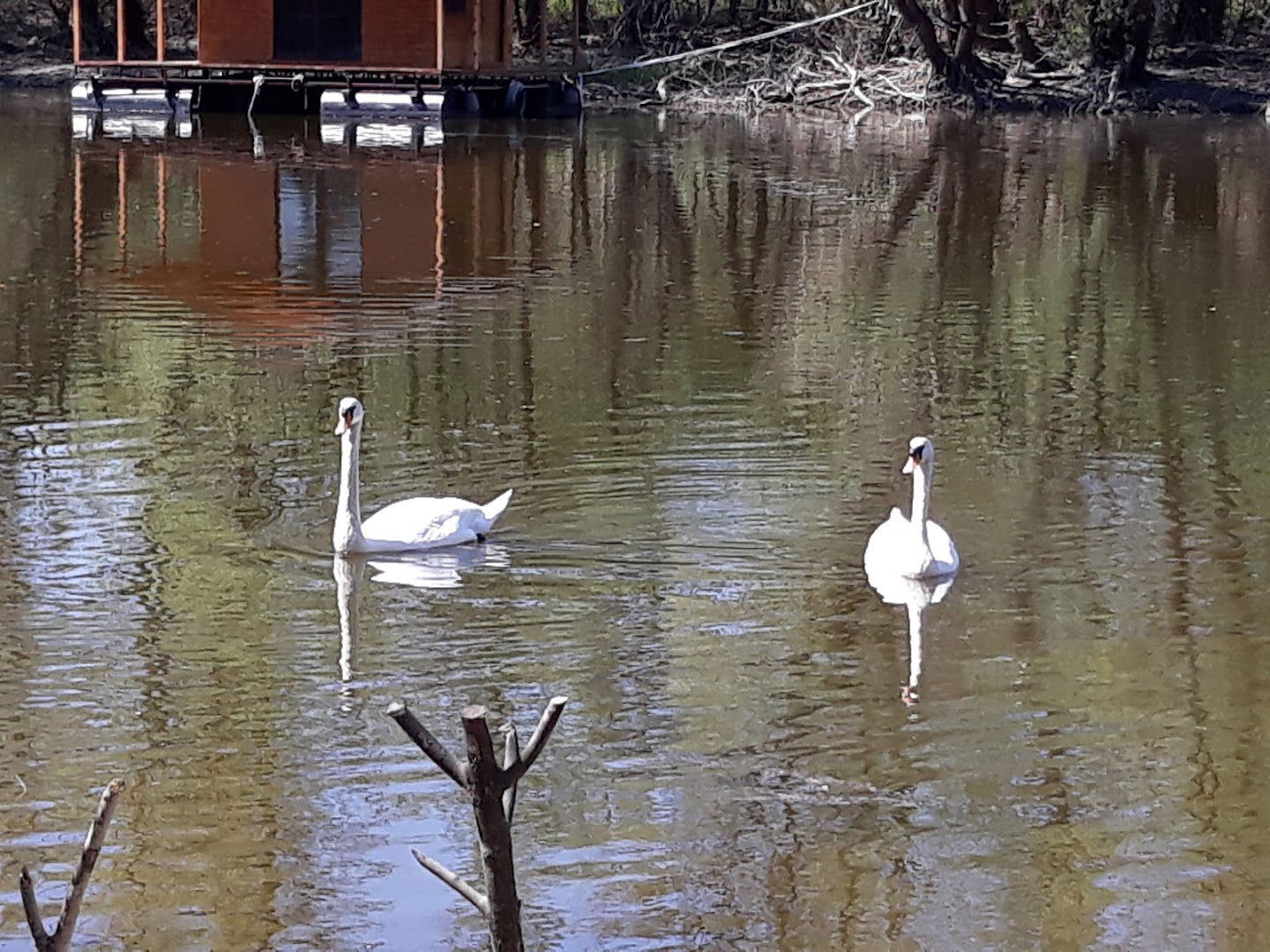 Hiking trail Ivanovačka ada-Marijino Polje