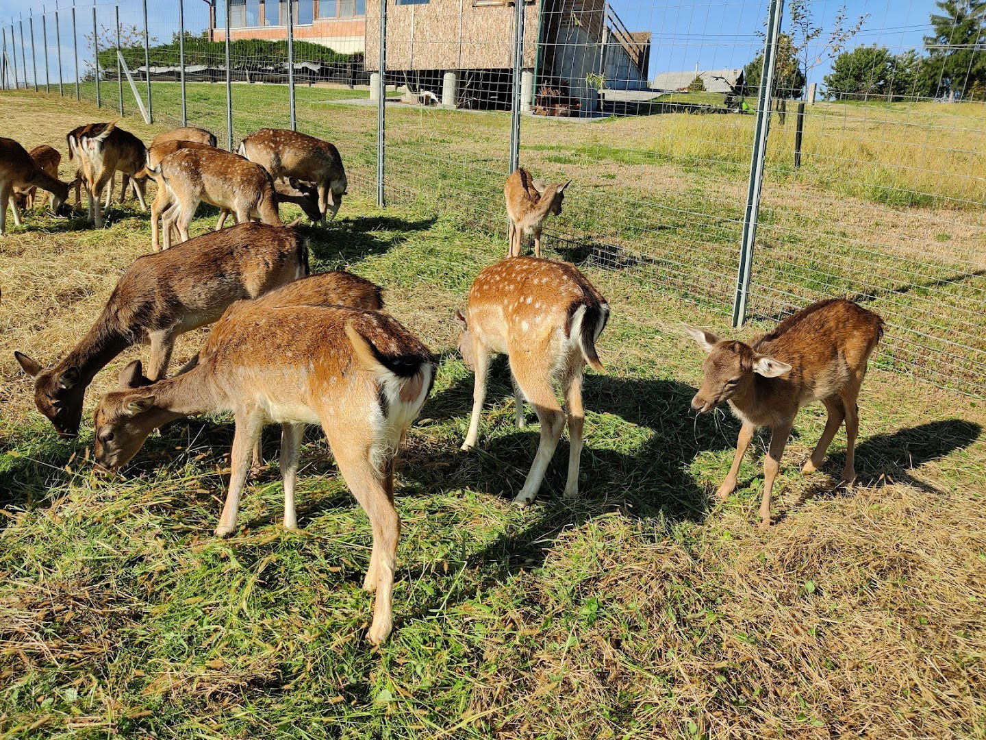 Vinarija LOTADA DARUVAR