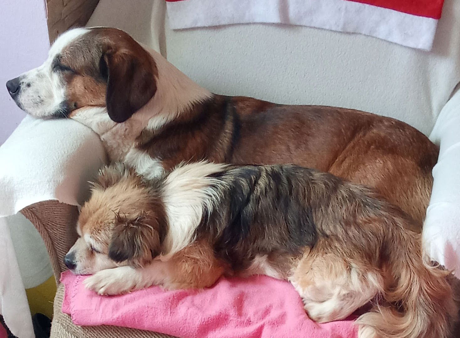 Veterinarska stanica Novi Marof