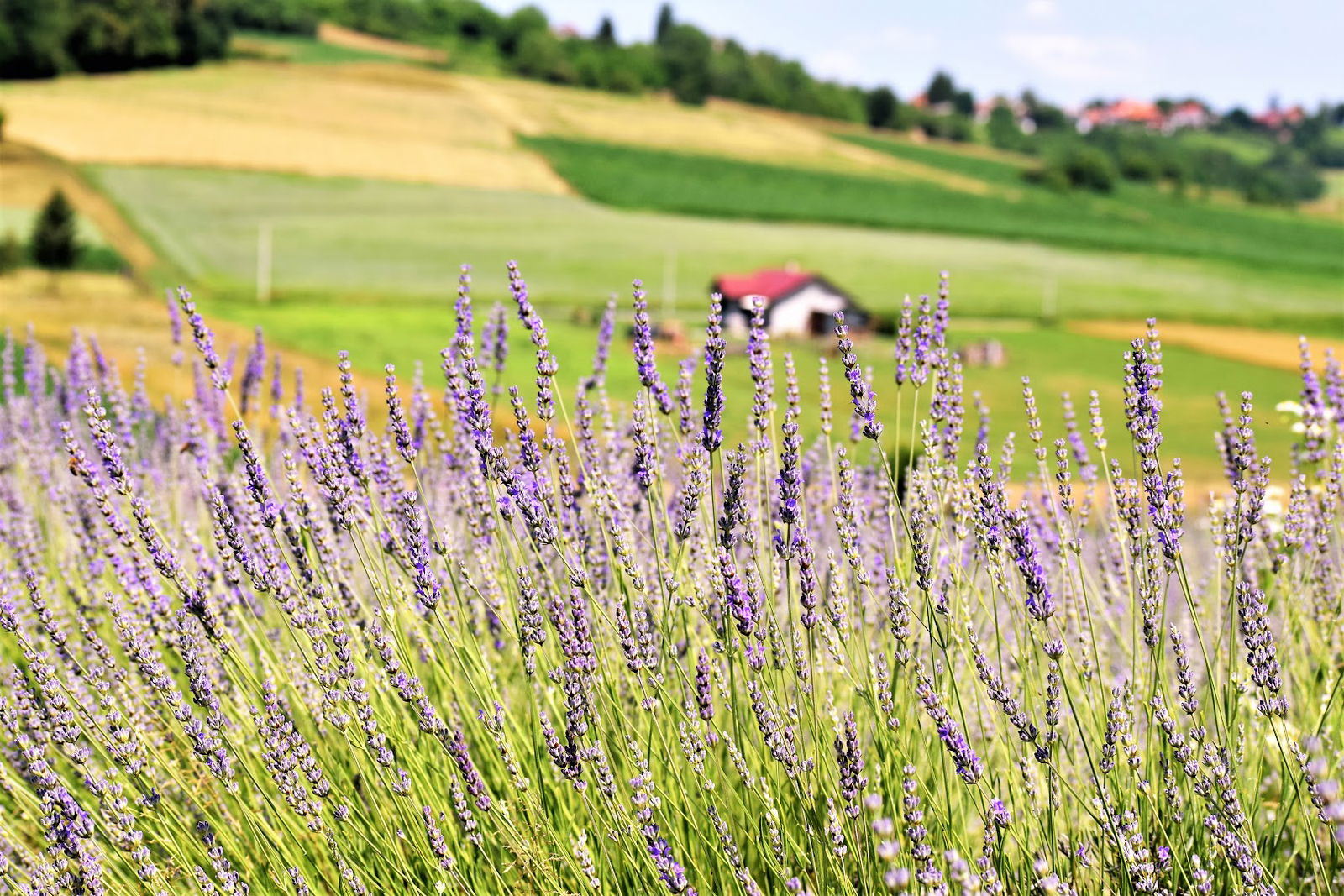 Etno kuća Lovara - Ethno house of Lovari