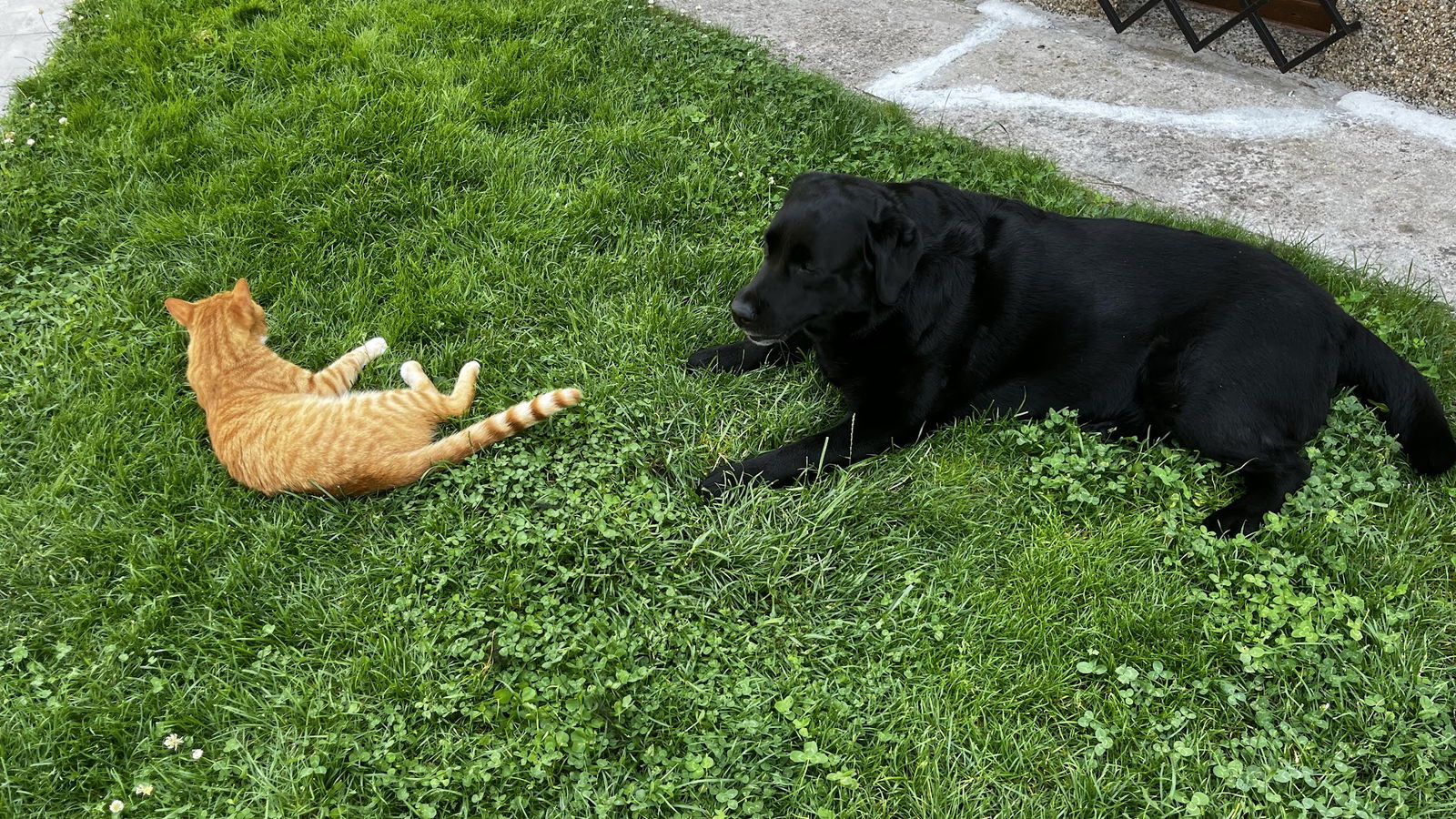 M-Vet Veterinarska ambulanta