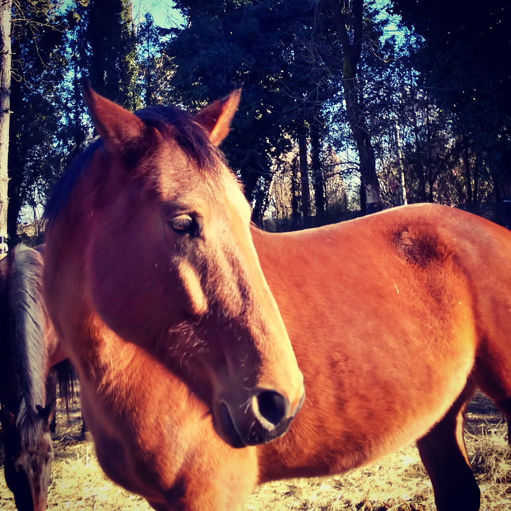 Centro Equestre ''Cloppete Cloppete''