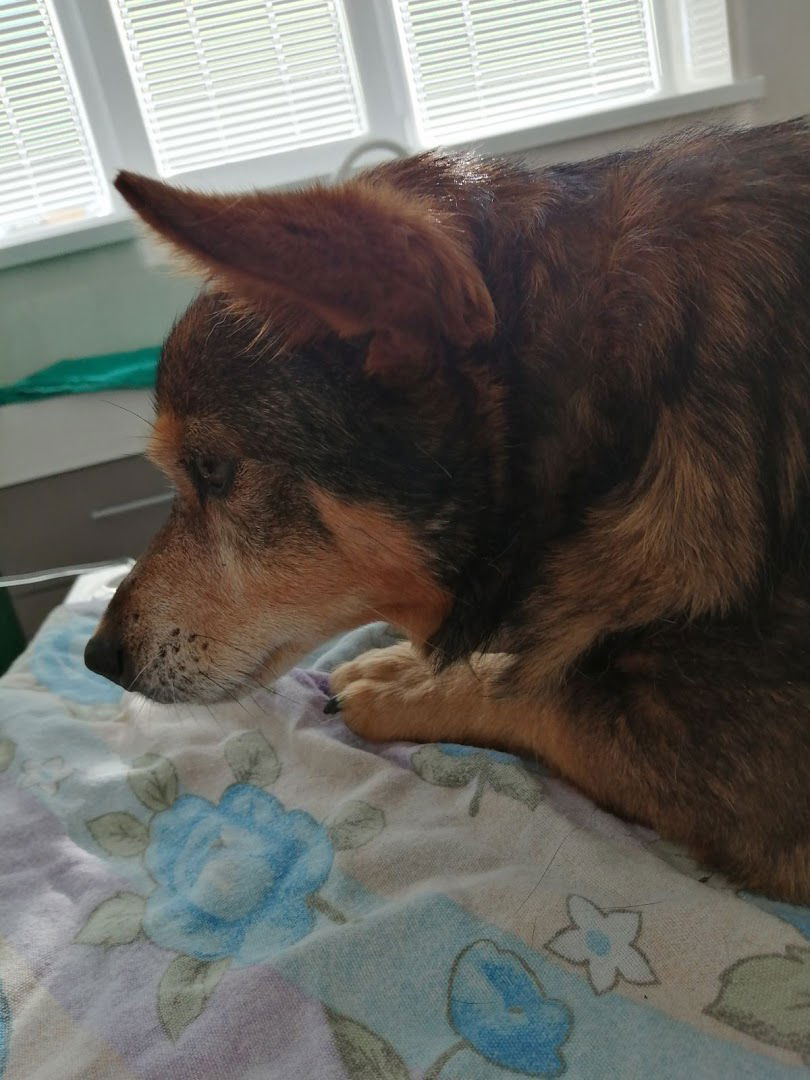 Veterinarska stanica Prelog