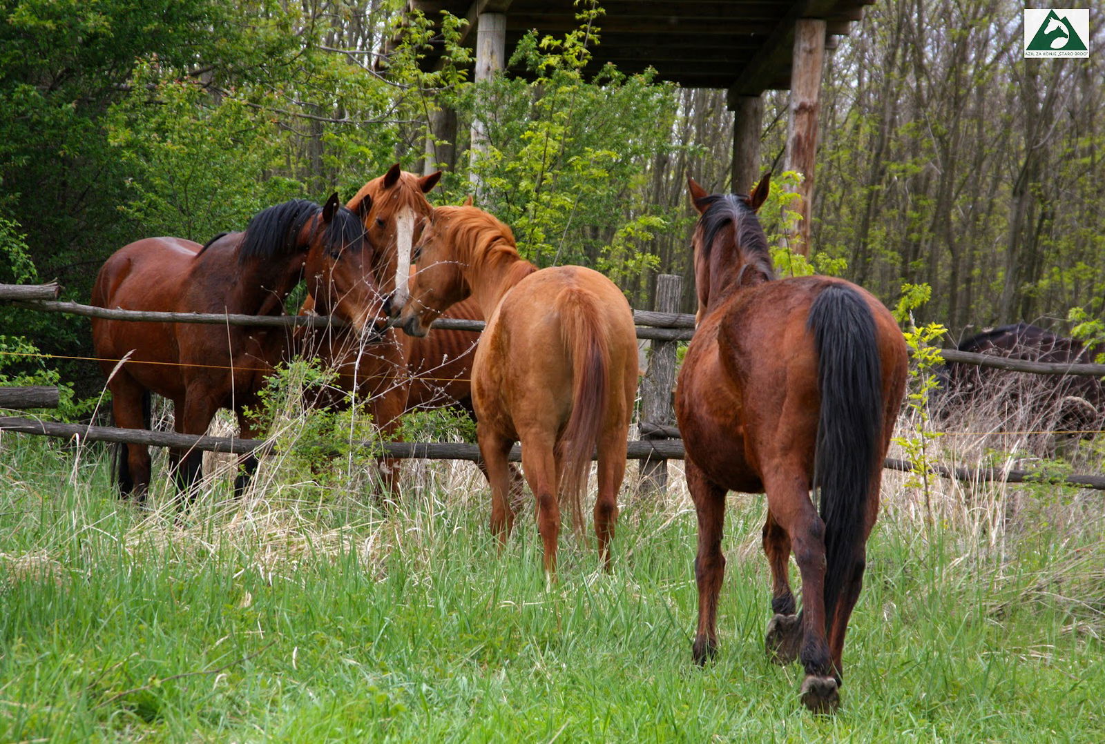 Азил за коње Старо брдо