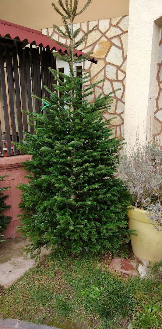 Božićna drvca Beranek Rasadnik Sveta Klara