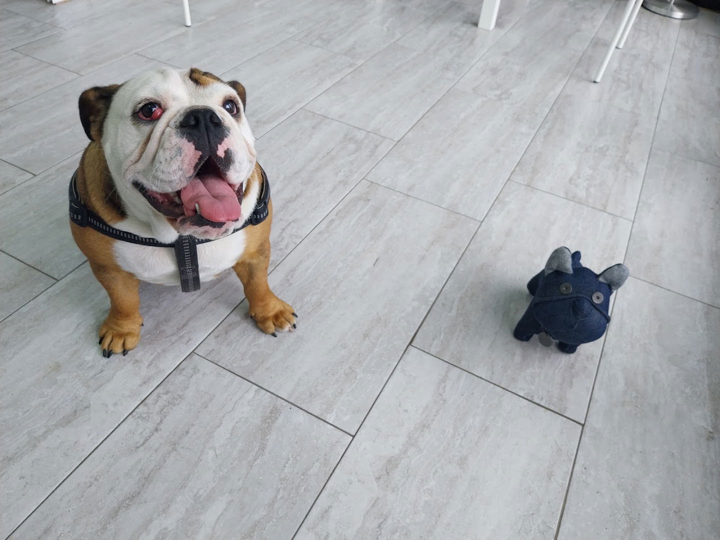 Veterinarska ambulanta Green Pet Vet