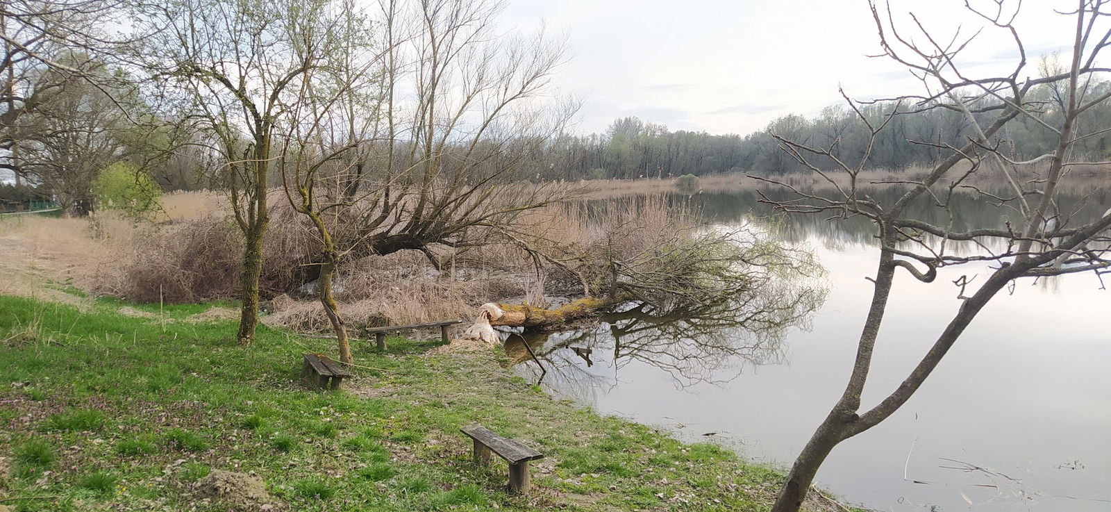 Majláthpuszta Horgásztó (Dráva-holtág)