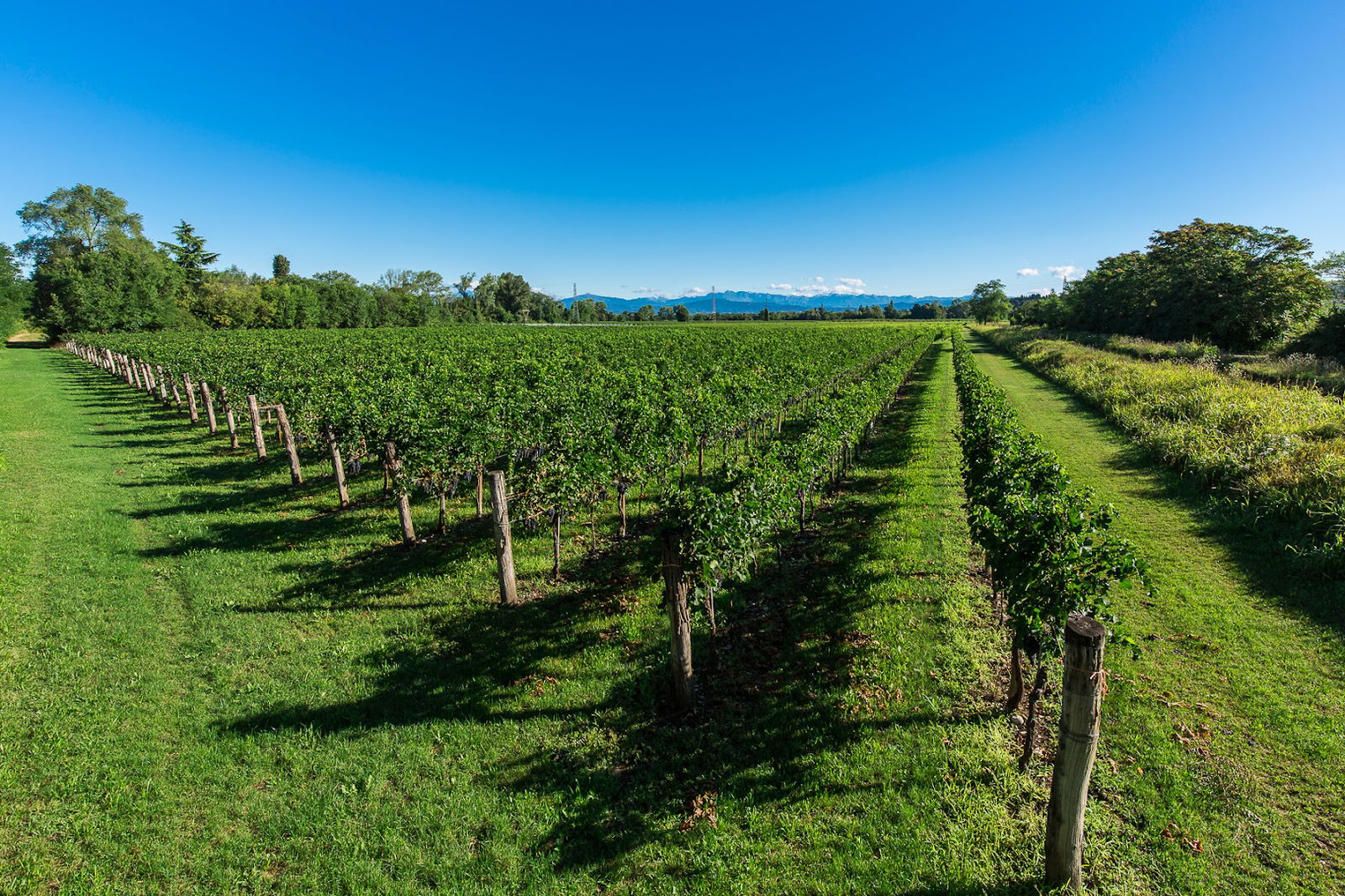 Soc.Agr. Borgo Tintor Di Giovanni Bortoluzzi & C. s.s.