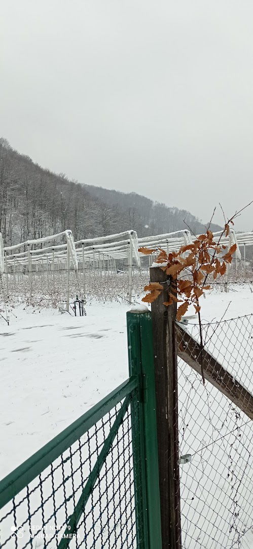 Agrobobica, plantaža maline