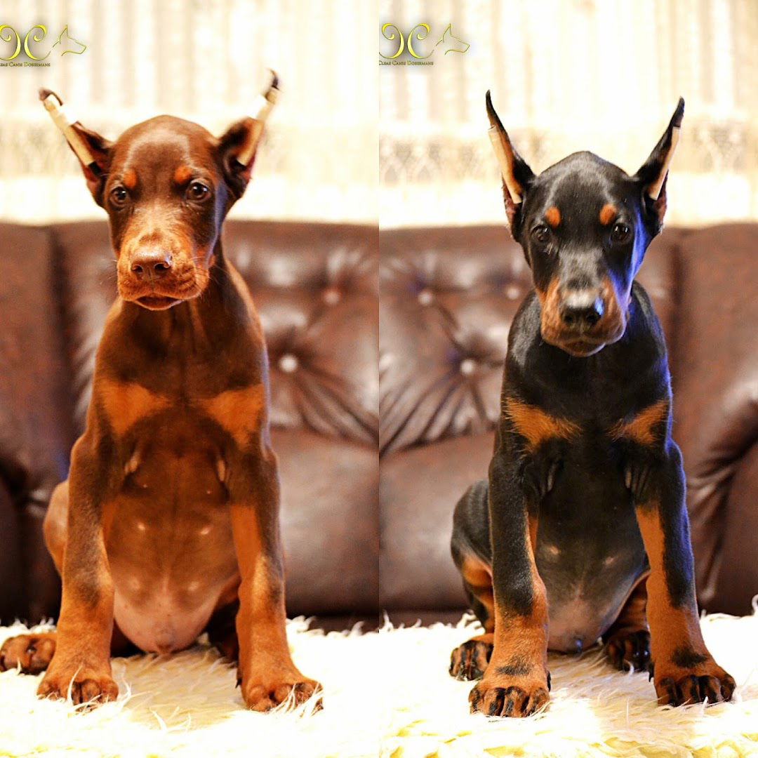 Odgajivačnica Dobermana Cleas Canis