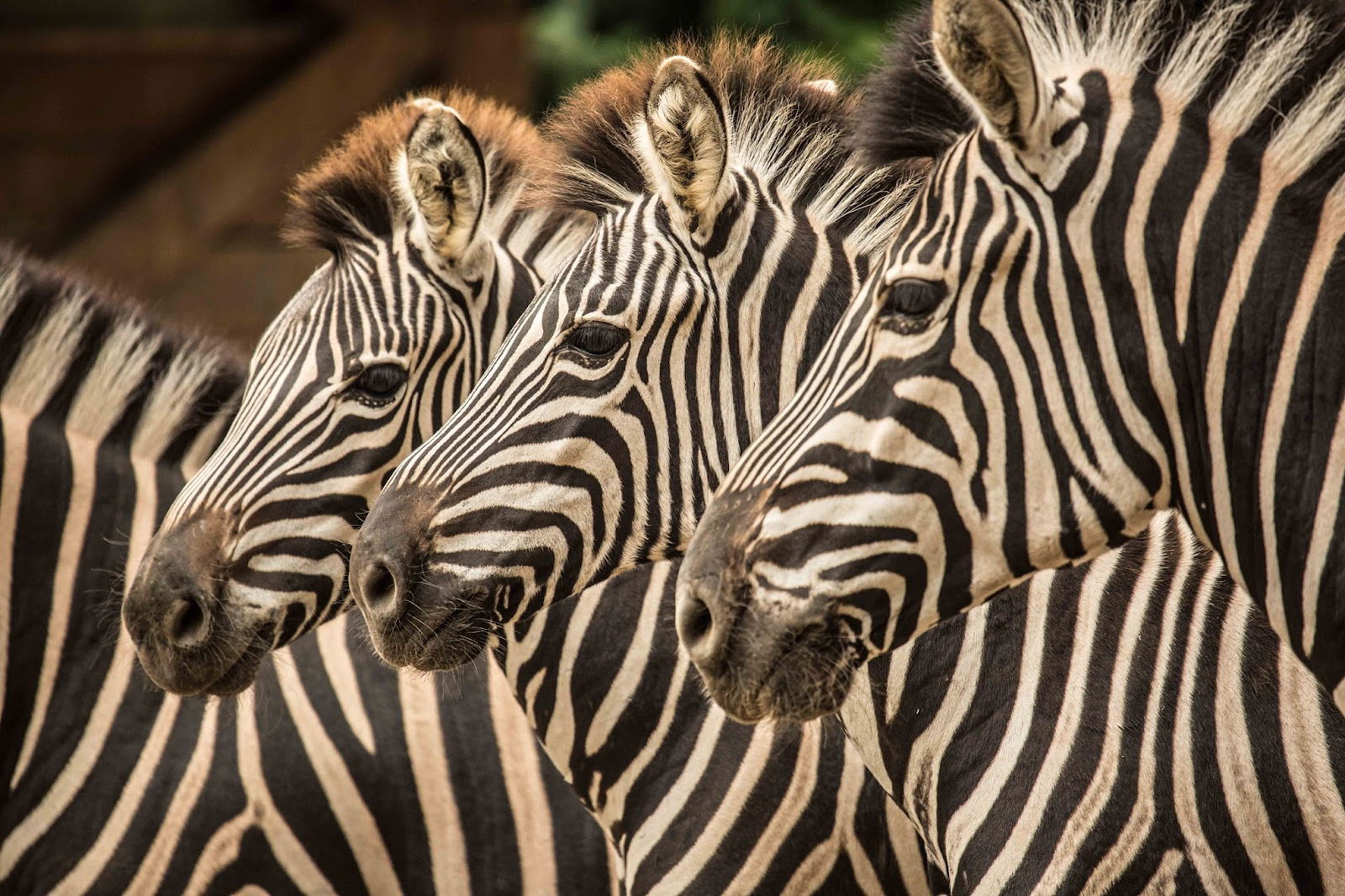 Ljubljana Zoo