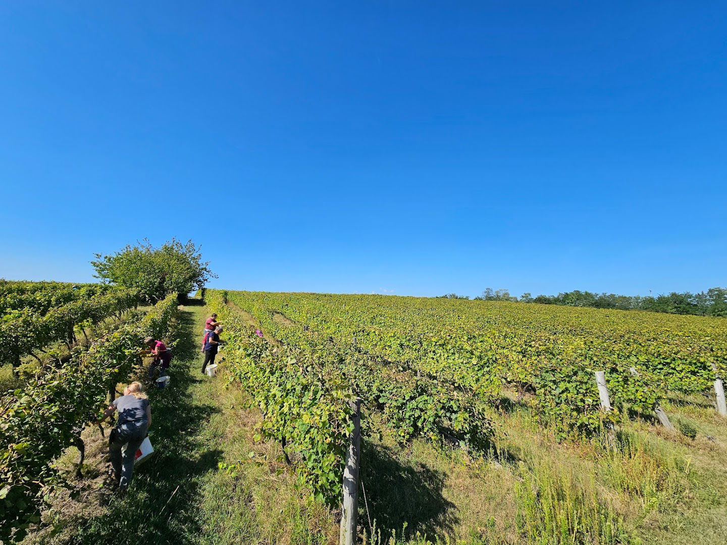 Obiteljsko Gospodarstvo (MiA) Lončarević