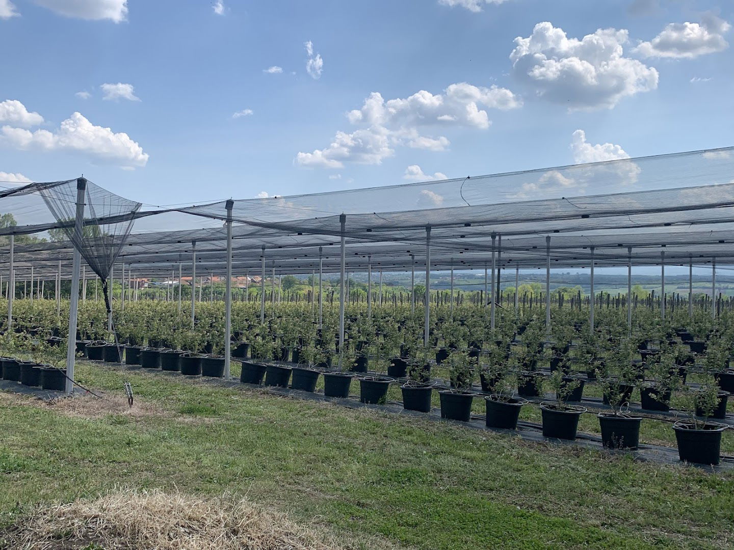 "BLUE LAND" MLADENOVAC