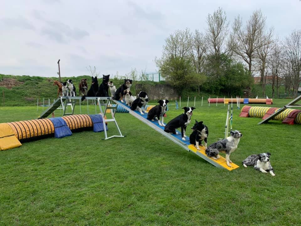 KD Agility Ilirija - Poligon