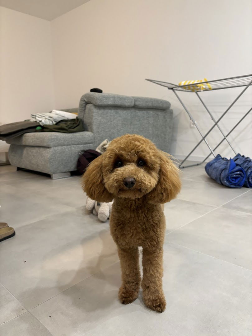 Salon za pse, DOGS CLUB