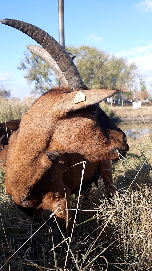 Фарма коза „Selekt-Milk“