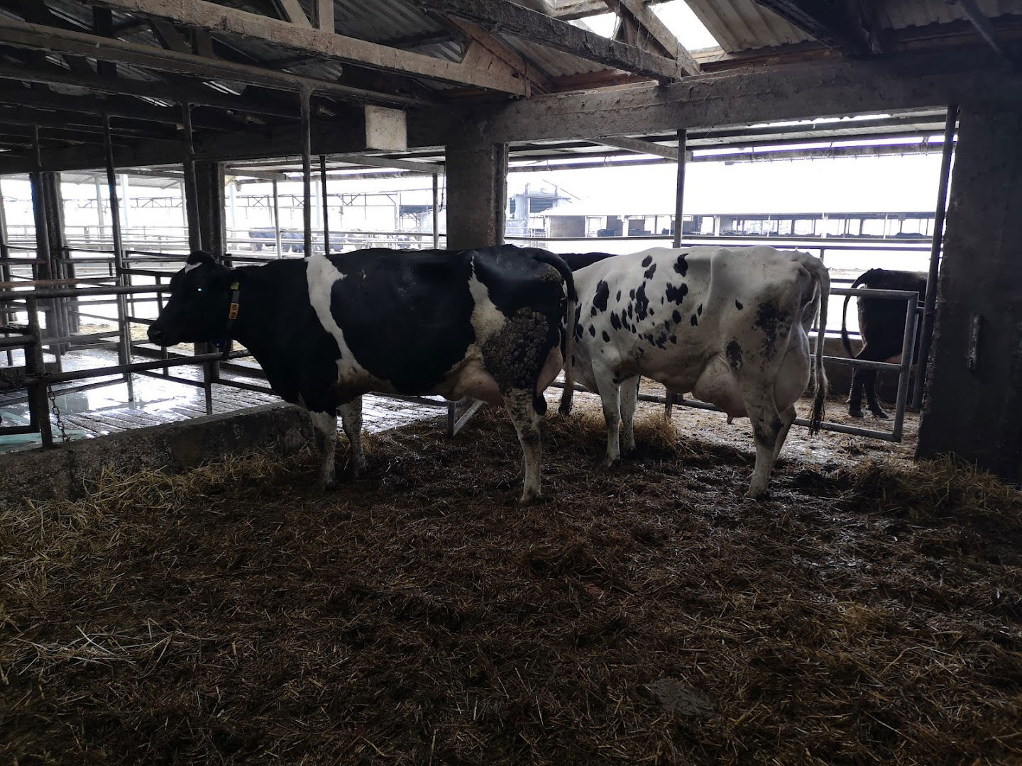 VITA VI - farma muznih krava