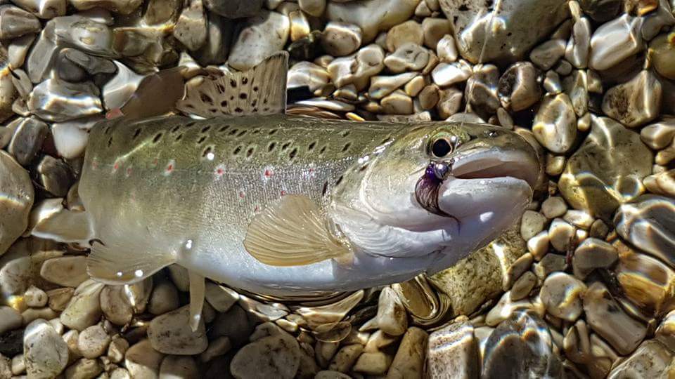 Hunter Fly Fishing