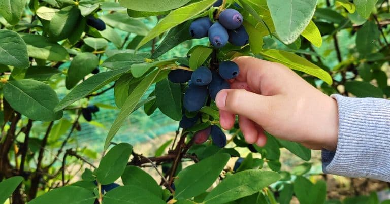 OPG Matija Koščica