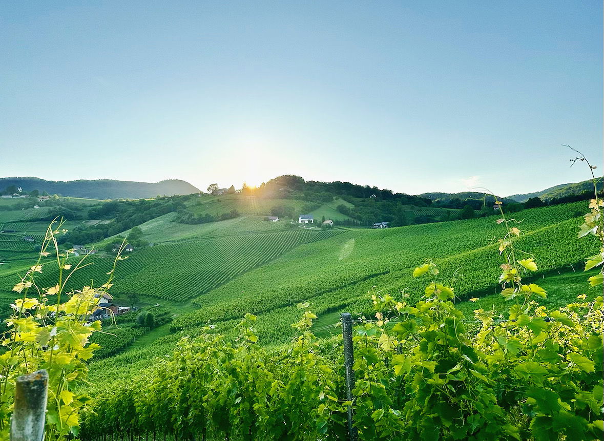 Winery Mihelin