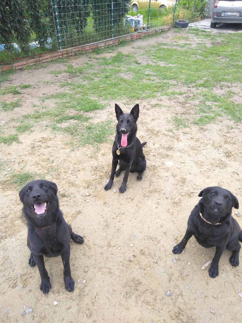 Pansion za pse Zlatna šapa