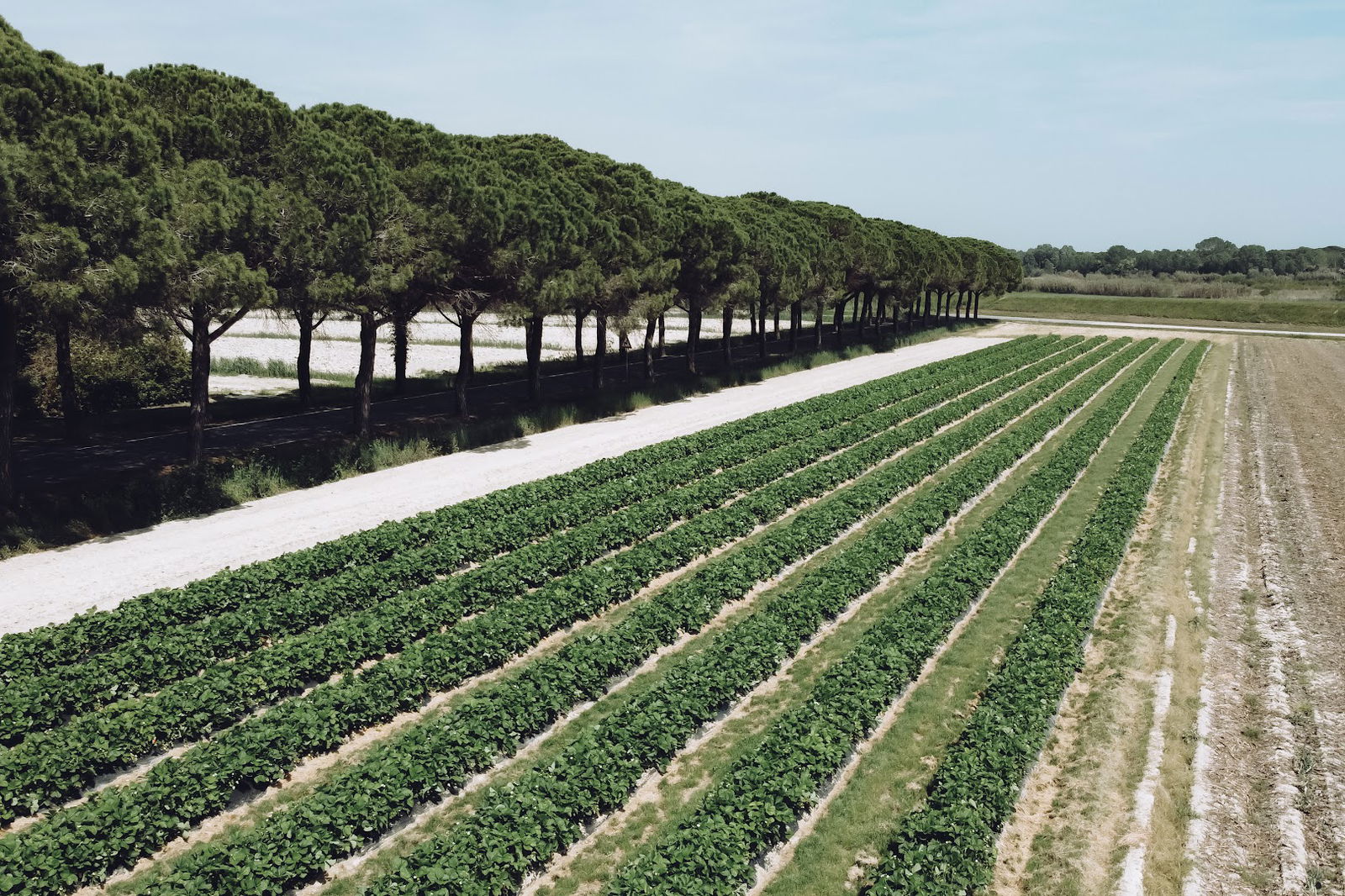 Azienda Agricola Moscolin Gianni
