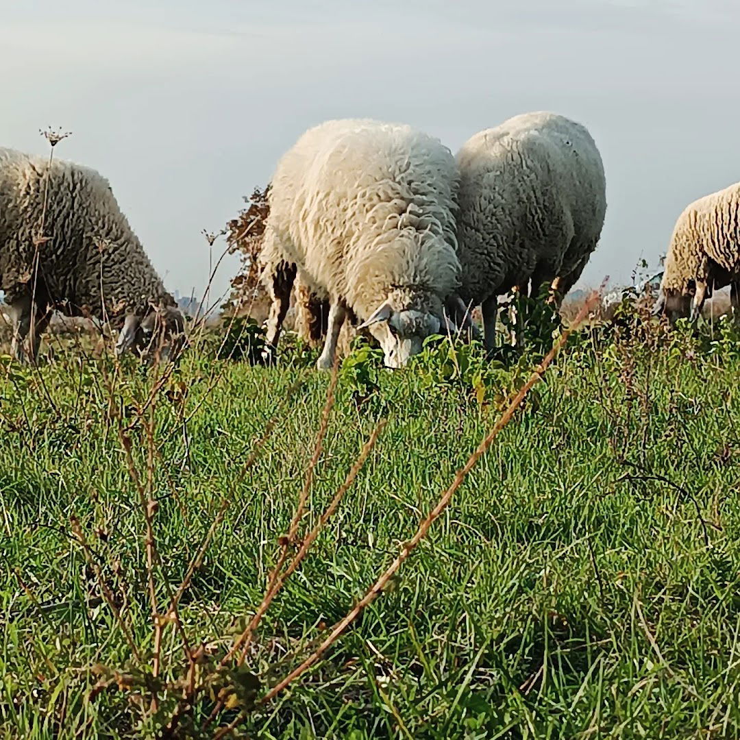 Braća Jerković Field