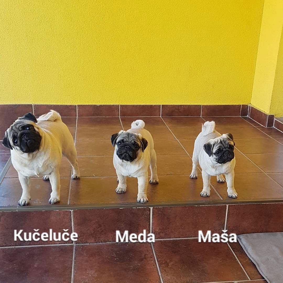 Odgajivačnica boksera i mopsova " Von Zogobox"