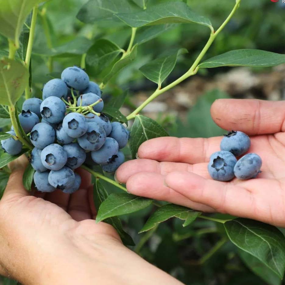 SOPG Sandra Jadanić