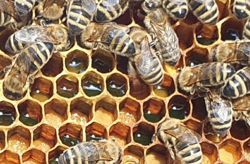 SOPG Tomislav Kefelja