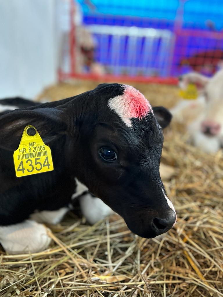 OPG Ivančević Antonio