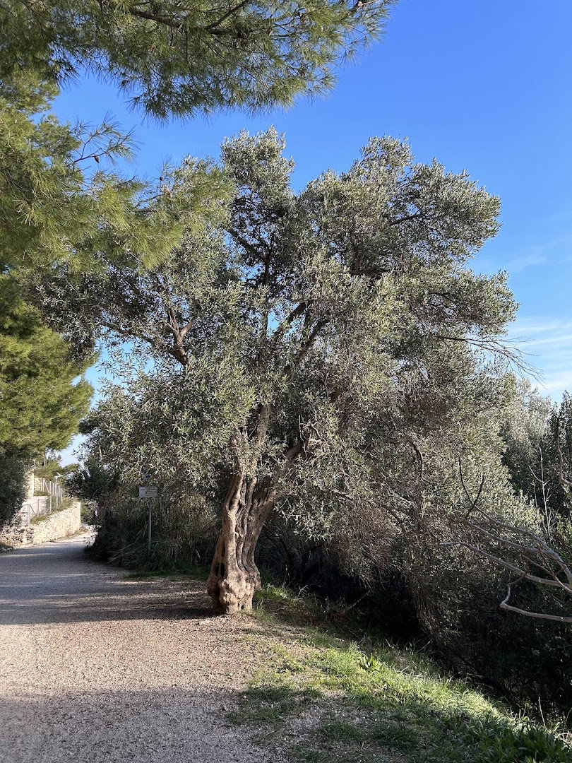 Olive tree centenary