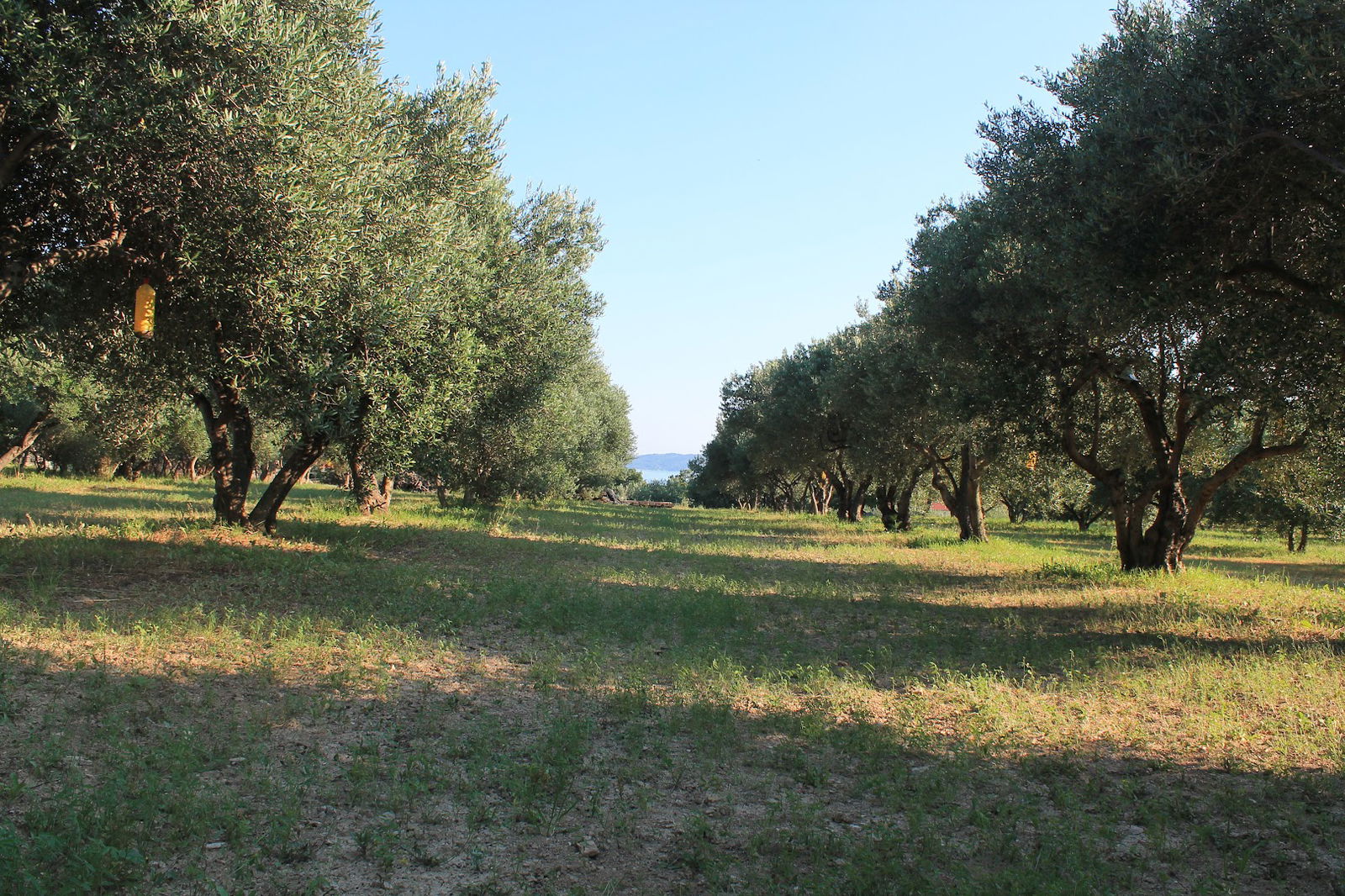 OPG Pensa Family farm