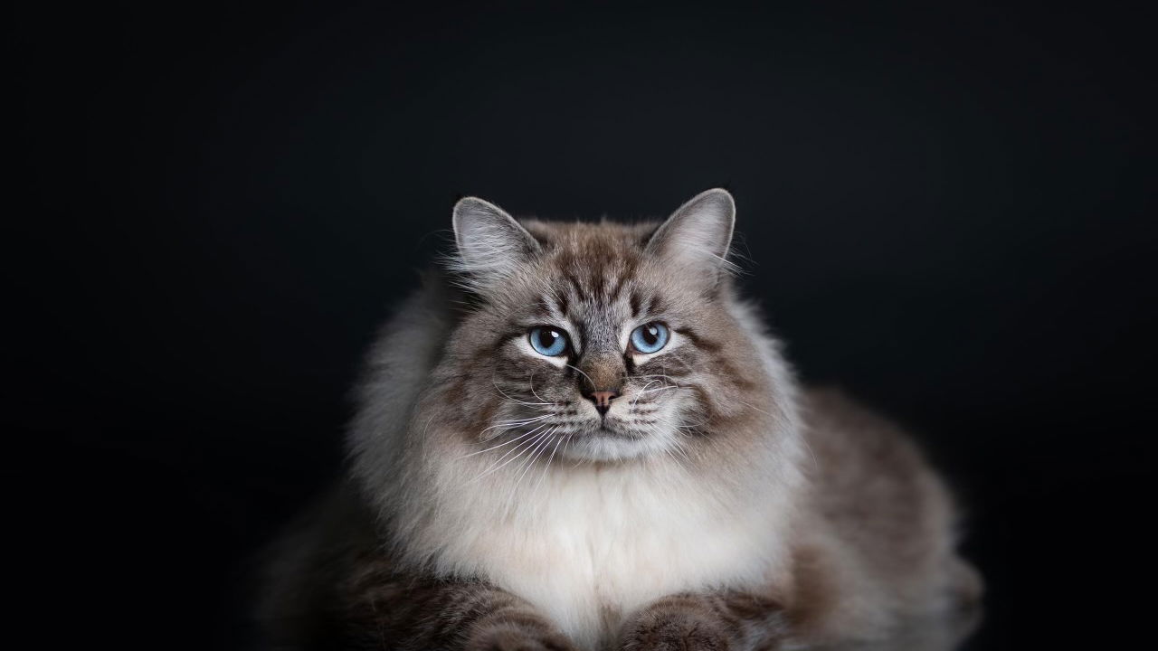 CatHome - Pansion za mace