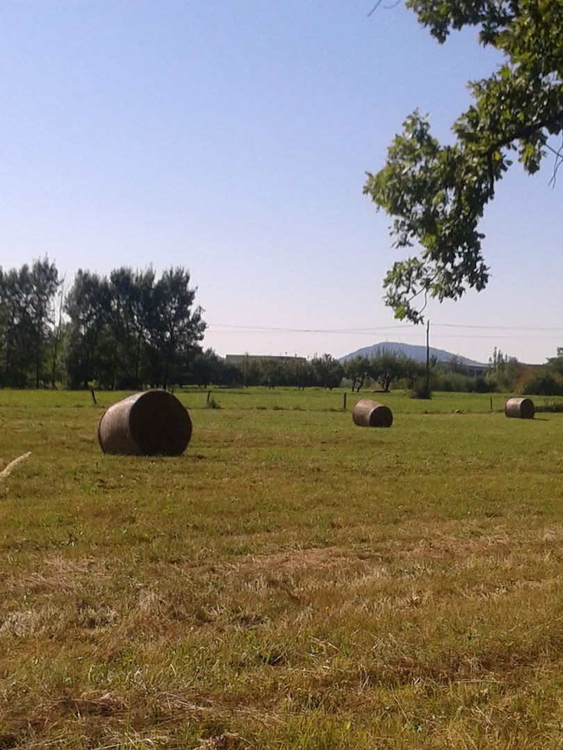 Šteffi automehanika