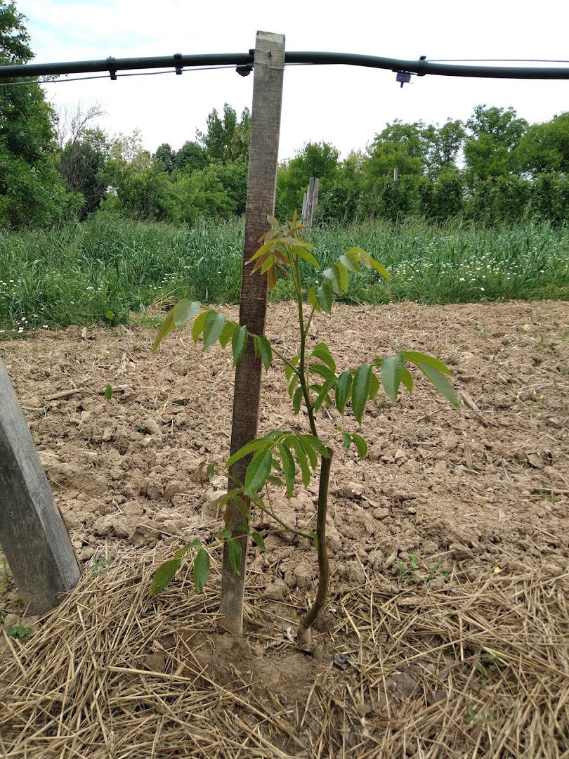 Plantaža oraha LATERAL VIDIĆ