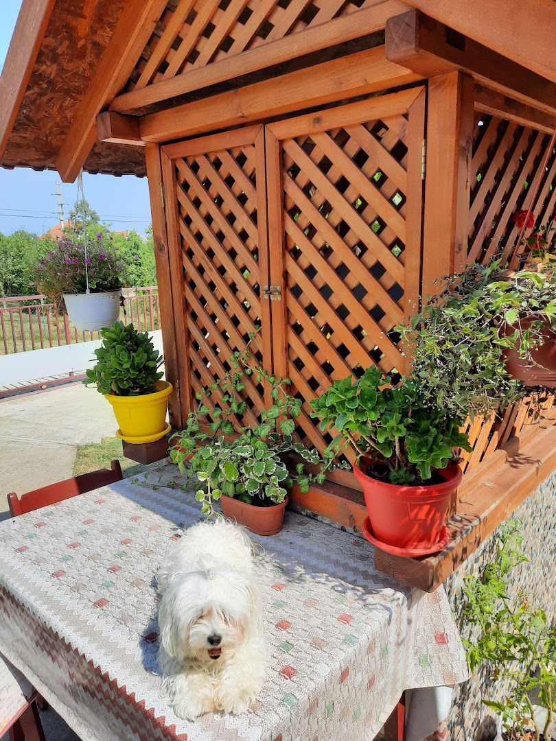 Pansion za pse Barny