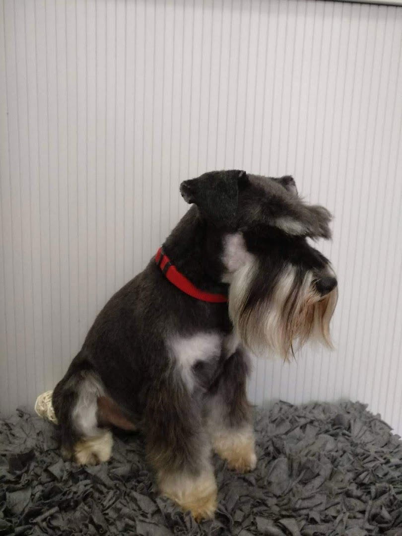 Pasji salon KOSMATI AS