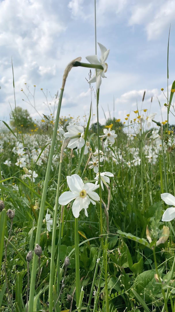 Babócsa Község Önkormányzata