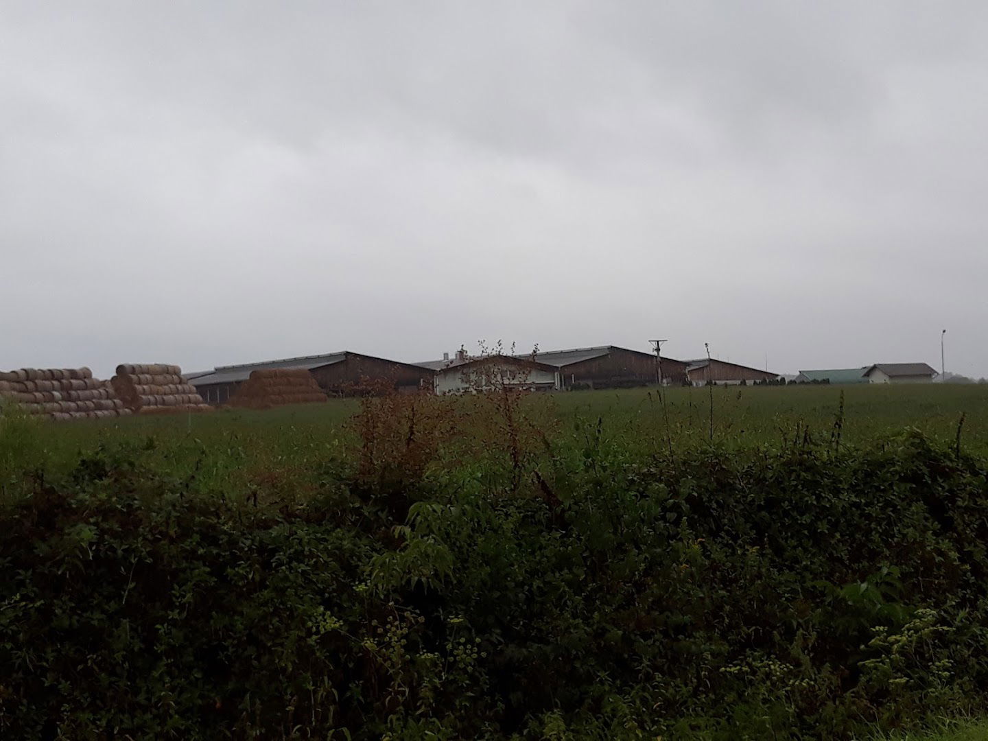 Osilovac d.o.o Farm dairy cows