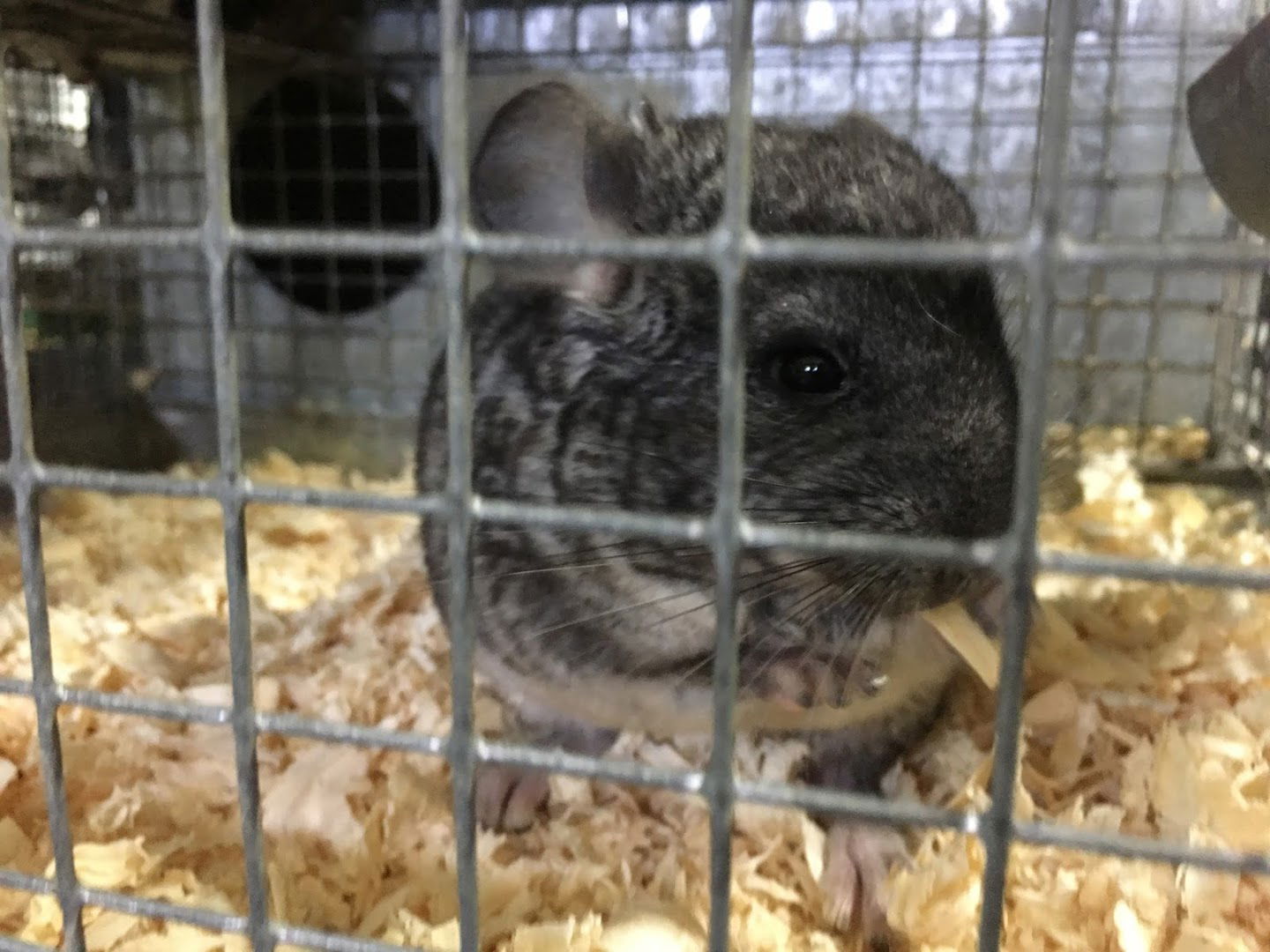 Uzgajanje činčila - DBC d.o.o.