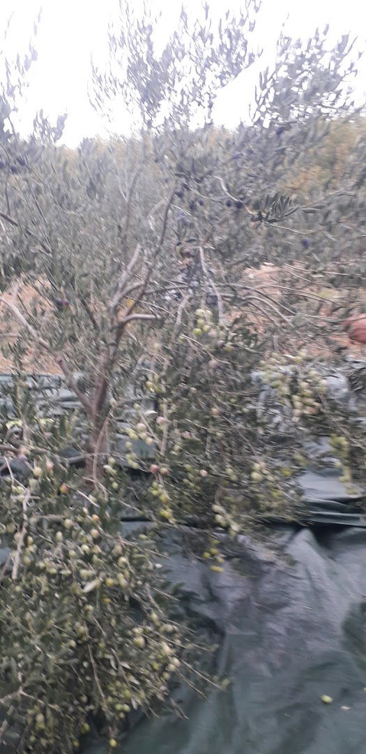 Maslinovo ulje Goran