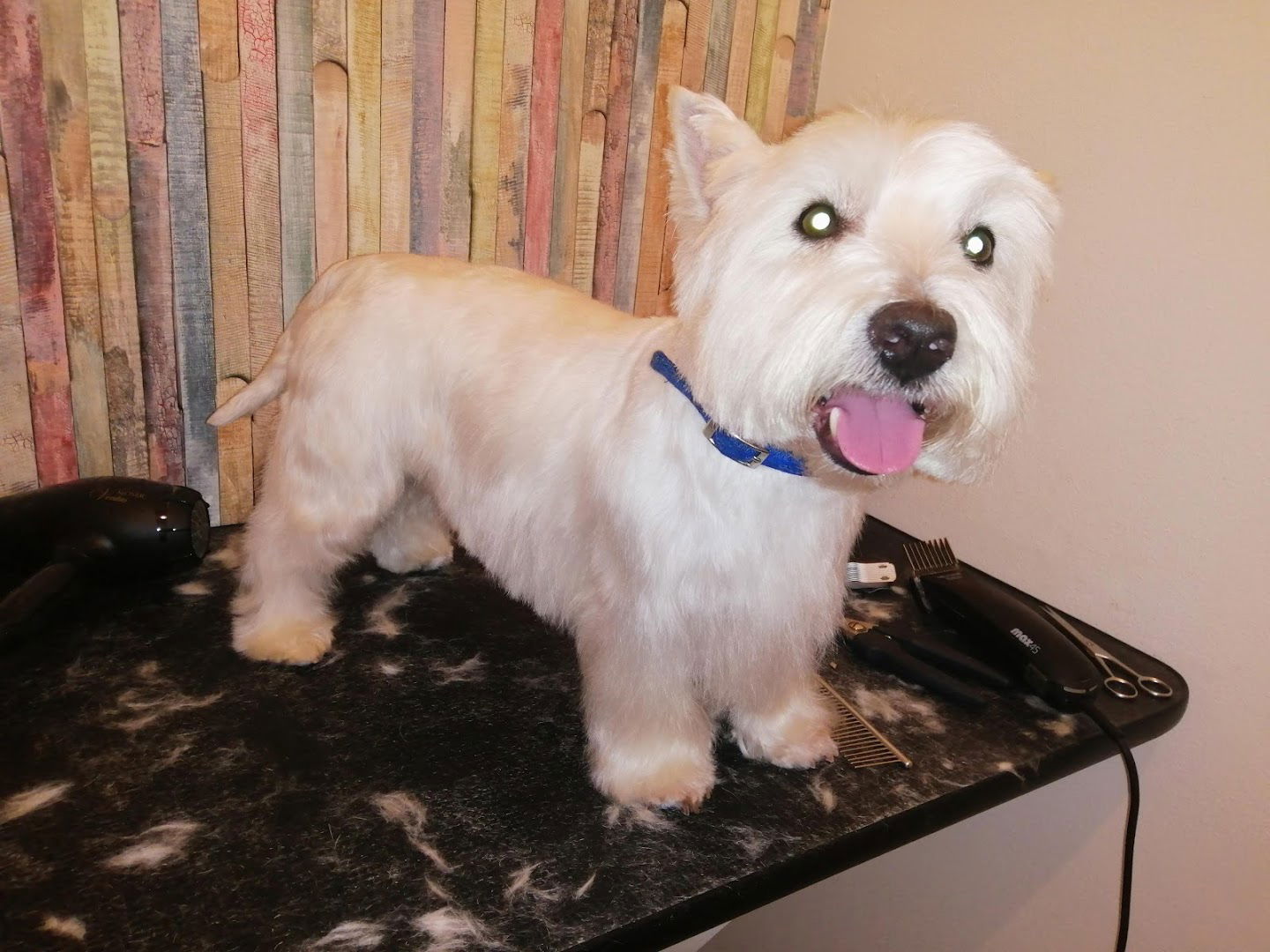 Pet Groomer Arca de Noe