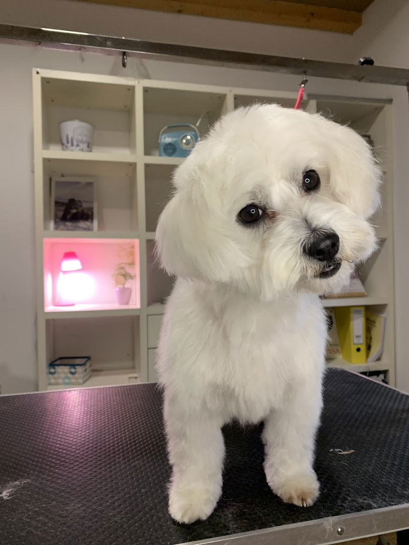 Happy Hund salon za pse