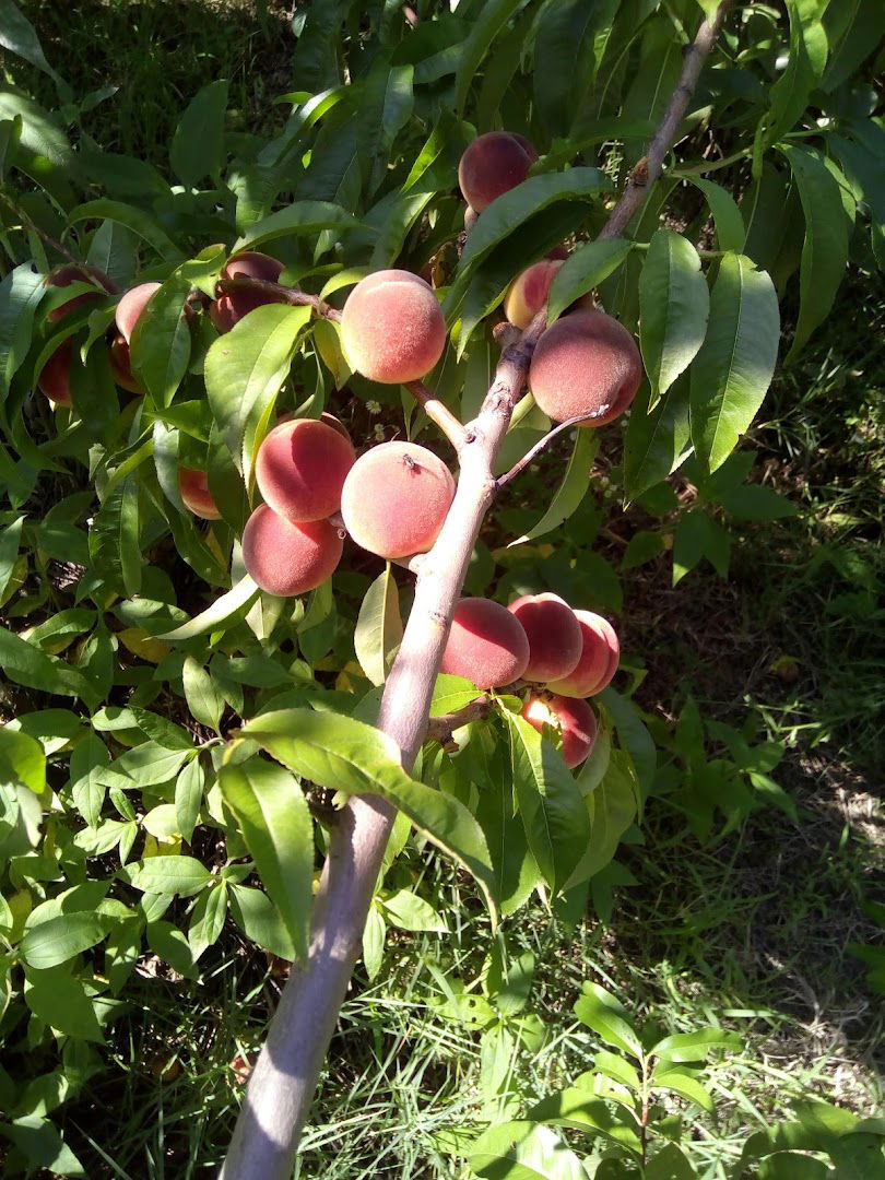 OŠ "Mića Stojković" Dražanj