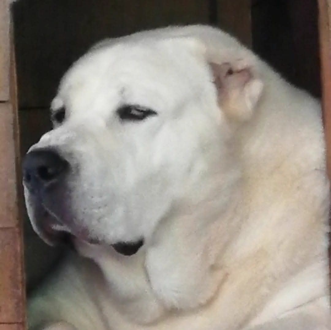 Sreckovic Dog Kennel