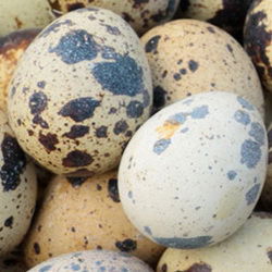 Јаја јапанске препелице, фарма Панић